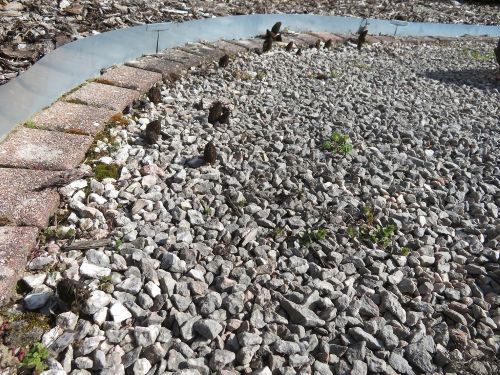 Spitzmorcheln im Steingarten; Foto Michael 28.3.26