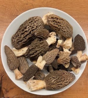 Spitzmorcheln aus dem Rindenmulch; Foto Rolf 30.3.26