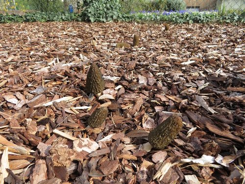 6 Spitzmorcheln im Mulch; Foto Michael 21.3.24 6 Spitzmorcheln im Mulch; Foto Michael 21.3.24