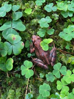 Springfrosch; Foto Martin 27.7.25