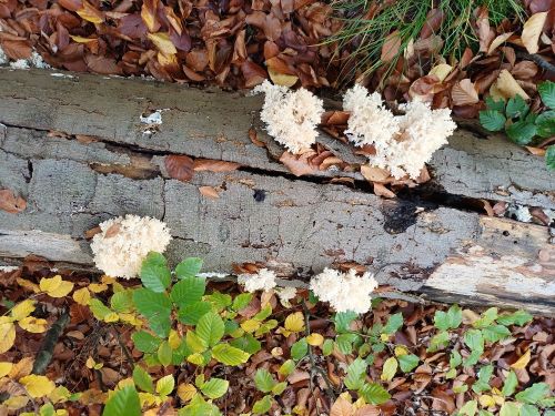 Ästige Stachelbärte auf verrottendem Rotbuchenstamm; Foto Heidrun 25.10.25