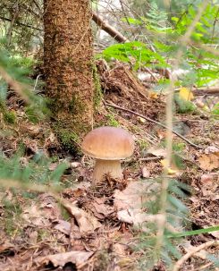 Stämmiger Steinpilz; Foto Verena 20.9.26