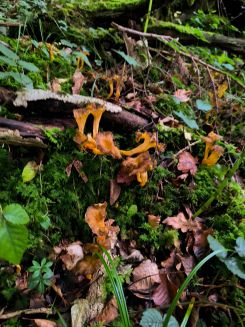 Starkduftende Leistlinge; Foto Philipp 12.10.25