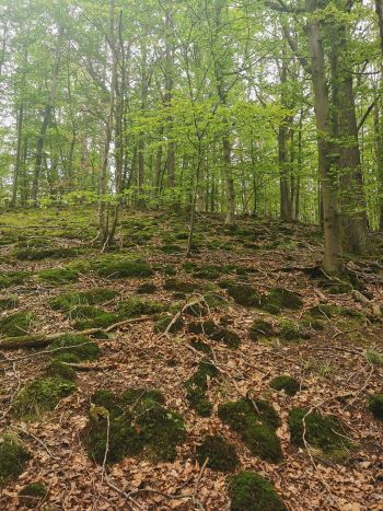 Steilhang mit gut versteckten Pfifferlingen; Foto Corinna 23.6.24 Steilhang mit gut versteckten Pfifferlingen; Foto Corinna 23.6.24