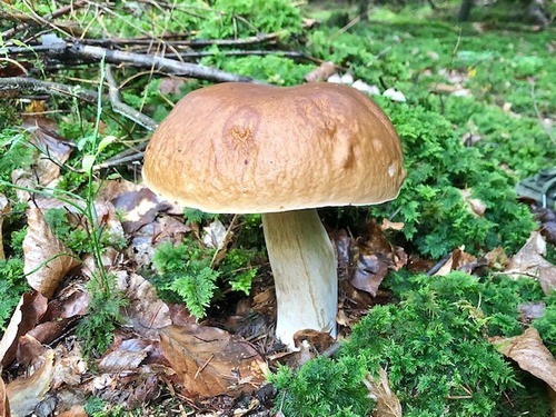 Steini2 Samuel 1.10.22