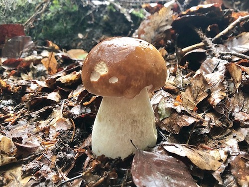 Steinpilz3 Samuel 1.10.22