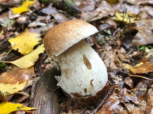 Steini4 Samuel 1.10.22