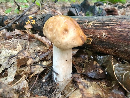 Steinpilz5 Samuel 1.10.22