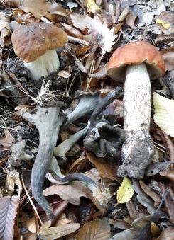 Steinpilz, Totentrompeten und Rotkappe; Foto Sandro 10.10.23
