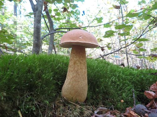 Herrschaftlich anmutender Steinpilz; Foto Michael 3.10.25 Herrschaftlich anmutender Steinpilz; Foto Michael 3.10.25