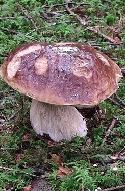 Steinpilz 1; Foto Carmen 14.6.24