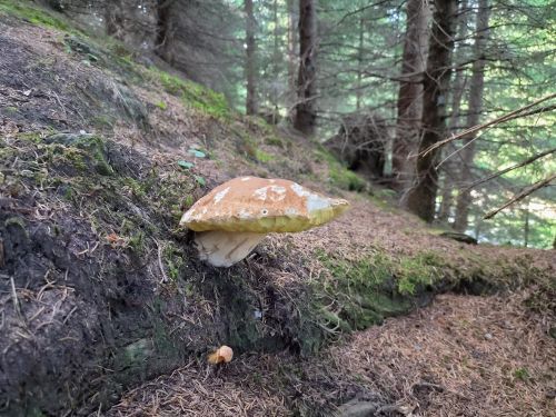 Steinpilz an Abhang; Foto Christoph 28.8.26