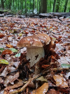 Steinpilz1 Daniel 28.9.22 Steinpilz1 Daniel 28.9.22