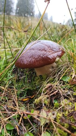 Steinpilz 1; Foto Florian 25.10.26