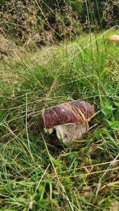 Steinpilz 1; Foto Florian 4.10.25
