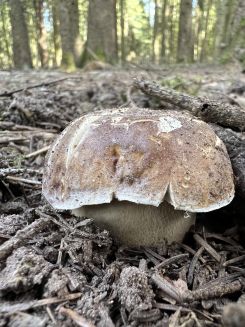 Steinpilz 1; Foto Heiko 28.9.26