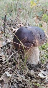 Steinpilz 1; Foto Helga 3.10.25 Steinpilz 1; Foto Helga 3.10.25