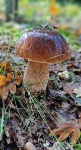 Steinpilz 1; Foto Helga 5.10.25 Steinpilz 1; Foto Helga 5.10.25