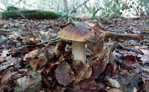 Steinpilzerstfund MarkusE 30.9.22 Steinpilzerstfund MarkusE 30.9.22
