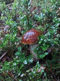 Dunkelhütiger Steinpilz; Foto Martin 27.7.25