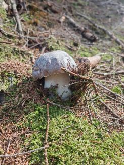 Kerniger Steinpilz; Foto Martin 8.10.26