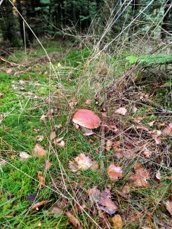 Steinpilz 1; Foto Michael 30.10.25