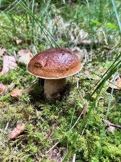 Steinpilz 1; Foto Michael 5.9.26