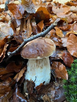 Junger Steinpilz; Foto Tobias 25.11.23