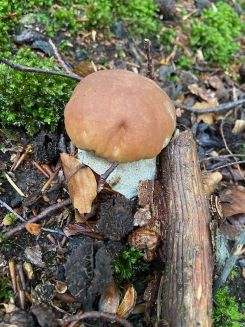 Junger Steinpilz 1; Foto Tobias 27.9.25 Junger Steinpilz 1; Foto Tobias 27.9.25