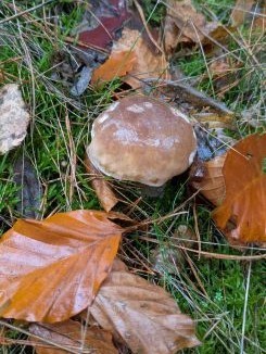 Steinpilz 1; Foto Véronique 8.11.25