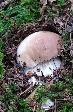 Steinpilz 2; Foto Carmen 14.6.24