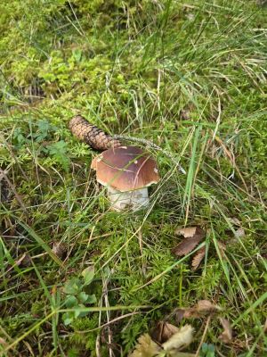 Steinpilz 2; Foto Christoph 28.8.26