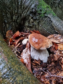 Steinpilz2 Daniel 28.9.22 Steinpilz2 Daniel 28.9.22