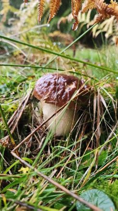 Steinpilz 2; Foto Florian 25.10.26