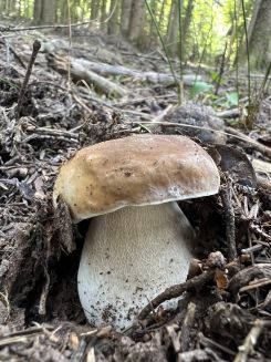 Steinpilz 2; Foto Heiko 28.9.26 