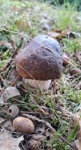 Steinpilz 2; Foto Helga 3.10.25 Steinpilz 2; Foto Helga 3.10.25