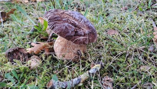 Steinpilz mit Charakter; Foto Helga 31.10.25 Steinpilz mit Charakter; Foto Helga 31.10.25