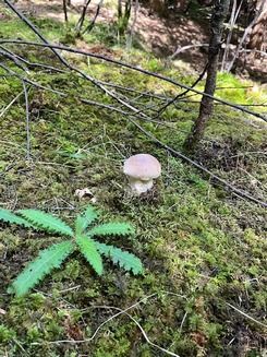 Junger Steinpilz 2; Foto Jörg 29.8.26