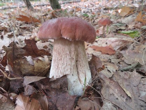 Steinpilz 1; Foto Michael 15.10.25 Steinpilz 1; Foto Michael 15.10.25