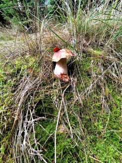 Steinpilz 2; Foto Michael 30.10.25