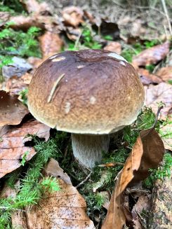 Steinpilz 2; Foto Michael 5.9.26