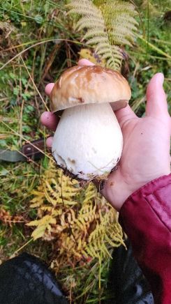 Steinpilz 2, nasser Ärmel; Foto Florian 25.10.26