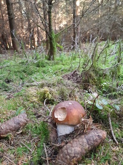 Steinpilze2 Scuttle 12.8.23 Steinpilze2 Scuttle 12.8.23