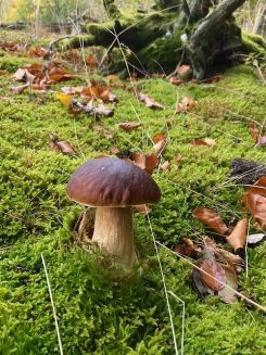 Derselbe Steinpilz aus anderer Perspektive; Foto Tobias 21.10.25 Derselbe Steinpilz aus anderer Perspektive; Foto Tobias 21.10.25