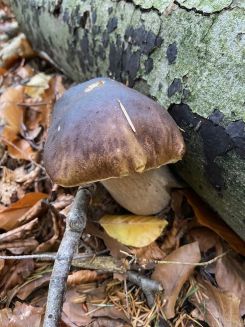 Steinpilz 2; Foto Tobias 26.10.25 Steinpilz 2; Foto Tobias 26.10.25