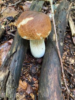 Junger Steinpilz 2; Foto Tobias 27.9.25 Junger Steinpilz 2; Foto Tobias 27.9.25