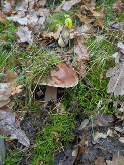 Steinpilz 2; Foto Véronique 8.11.25