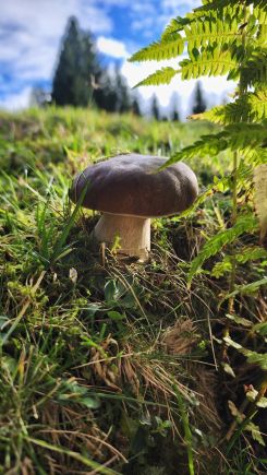 Steinpilz 3; Foto Florian 4.10.25