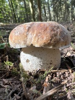 Steinpilz 3; Foto Heiko 28.9.26