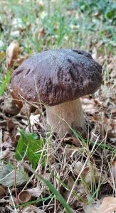 Steinpilz 3; Foto Helga 3.10.25 Steinpilz 3; Foto Helga 3.10.25